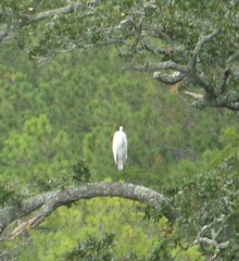 Yet Another Heron