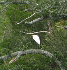Hanging in the Bush