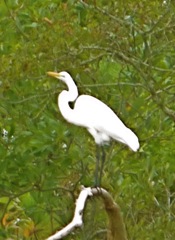 Yet another Heron