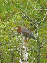 Green Heron