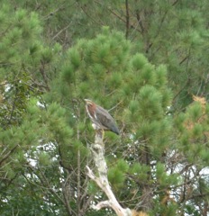 More Green Heron