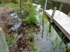 Water Garden