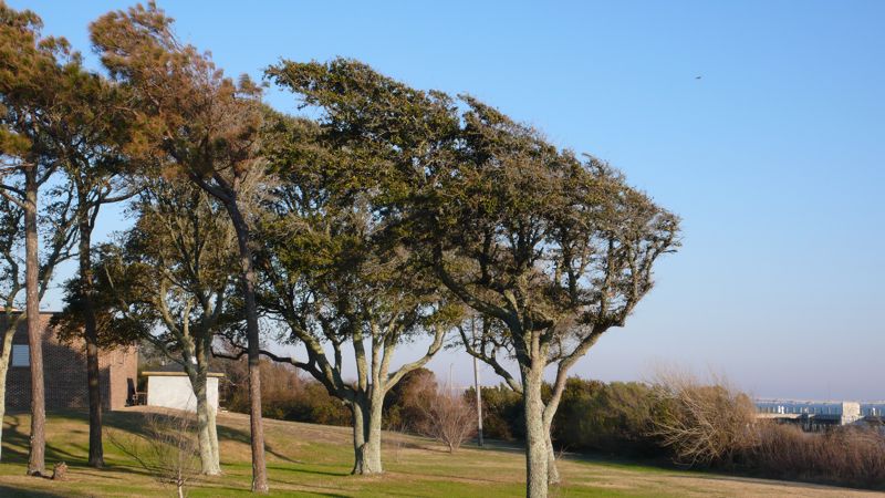 Crew Cut Trees Carteret Community College