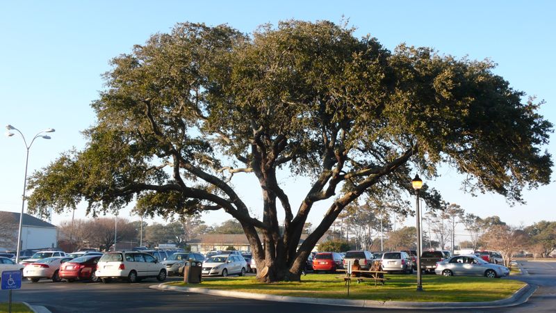 Nice Live Oak Carteret Community College