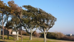 Crew Cut Trees Carteret Community College