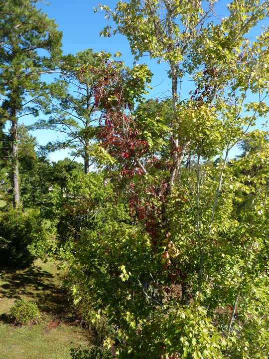 Va. Creeper Fall Color