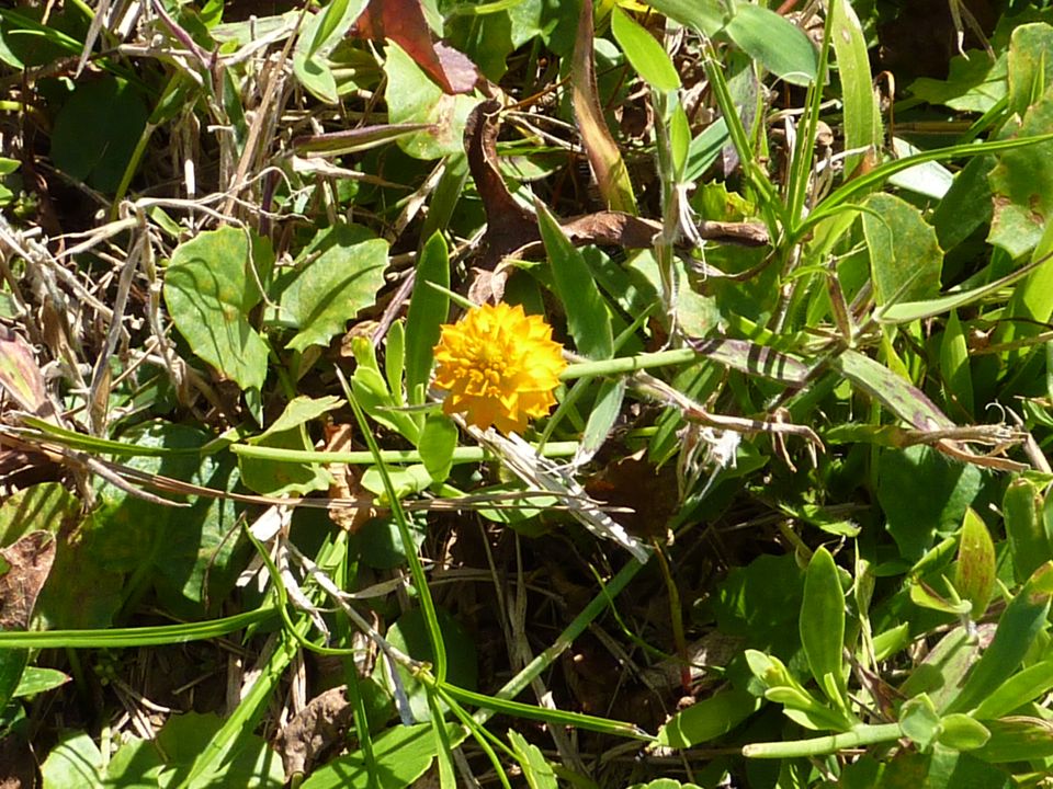 New wild flower