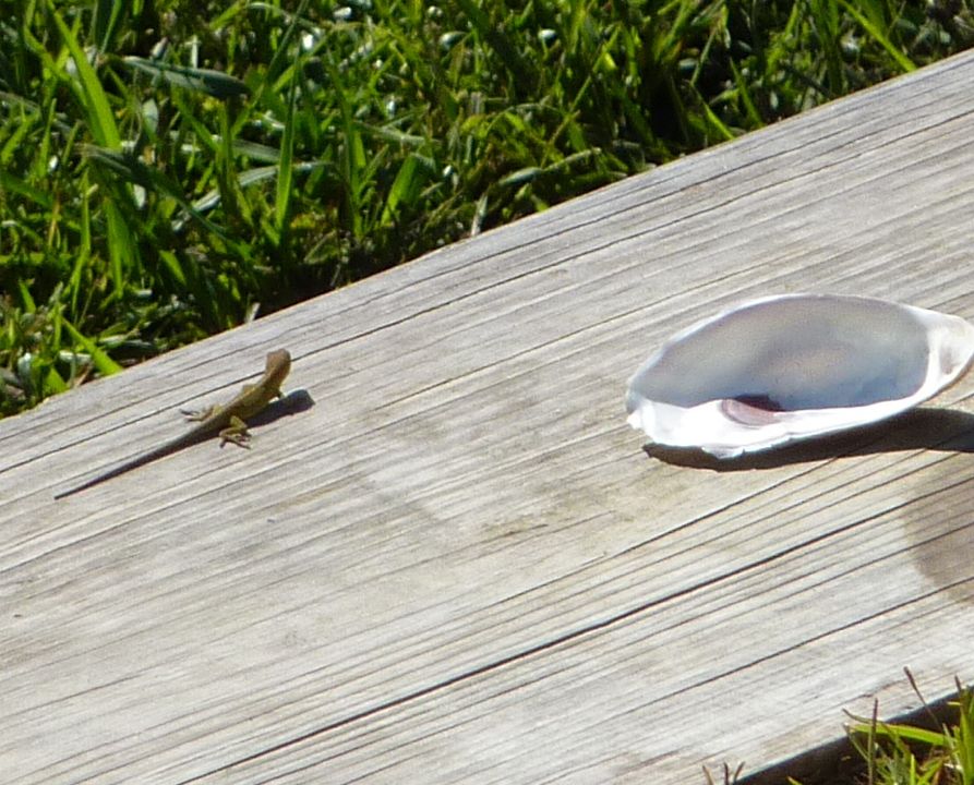 Morning Visitor