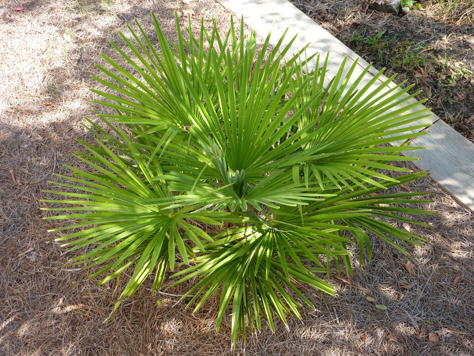 Windmill Palm