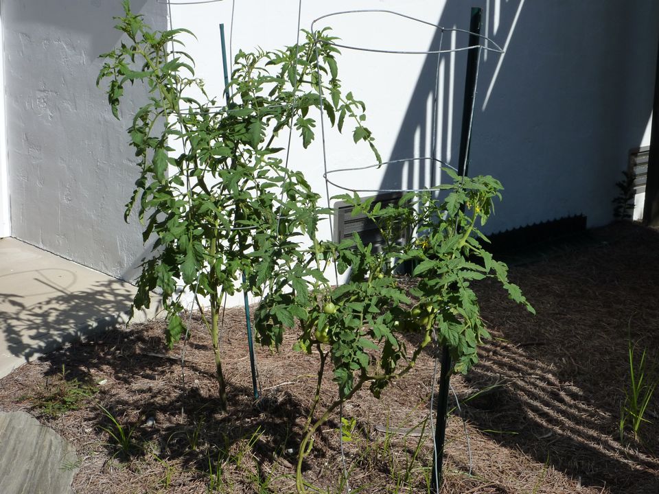 Second Crop Tomatoes