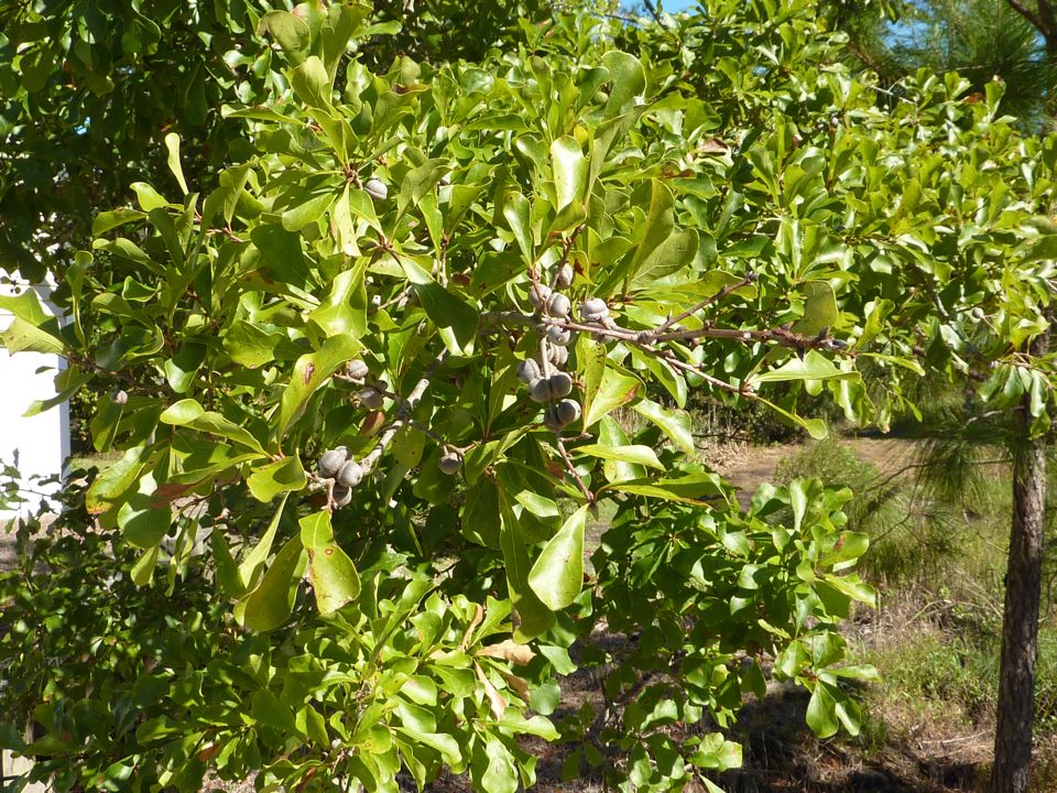 Oak Crop