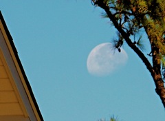 Morning Moon