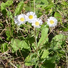 Asters