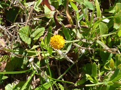 New wild flower