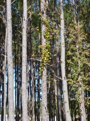 Poison Ivy Pines