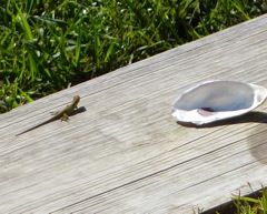 Morning Visitor