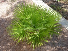 Windmill Palm