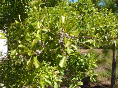Oak Crop