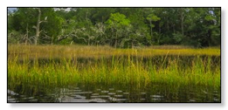 highwaterinthemarshes-280