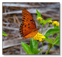 gulffritilarly