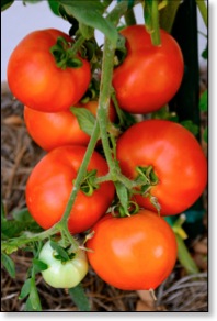 tomatoes