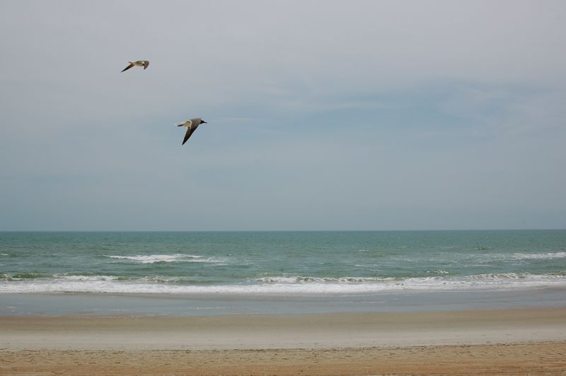 Gulls.JPG