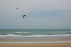 Gulls.JPG